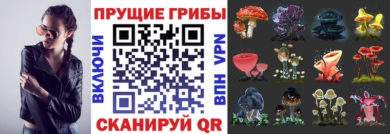 Купить  Терек  Галлюциногенные грибы прущие грибы 